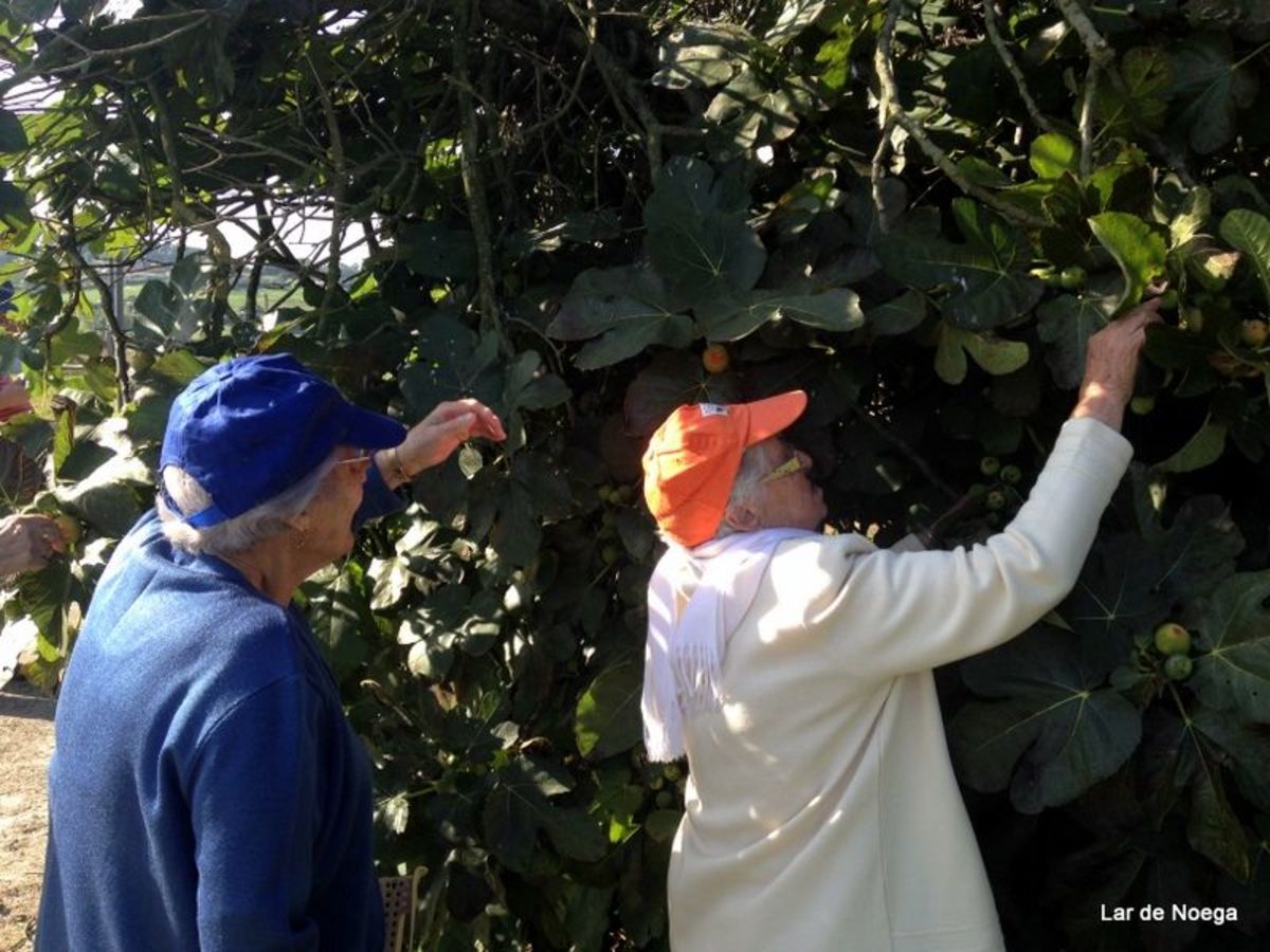 pañando higos en Lar de Noega