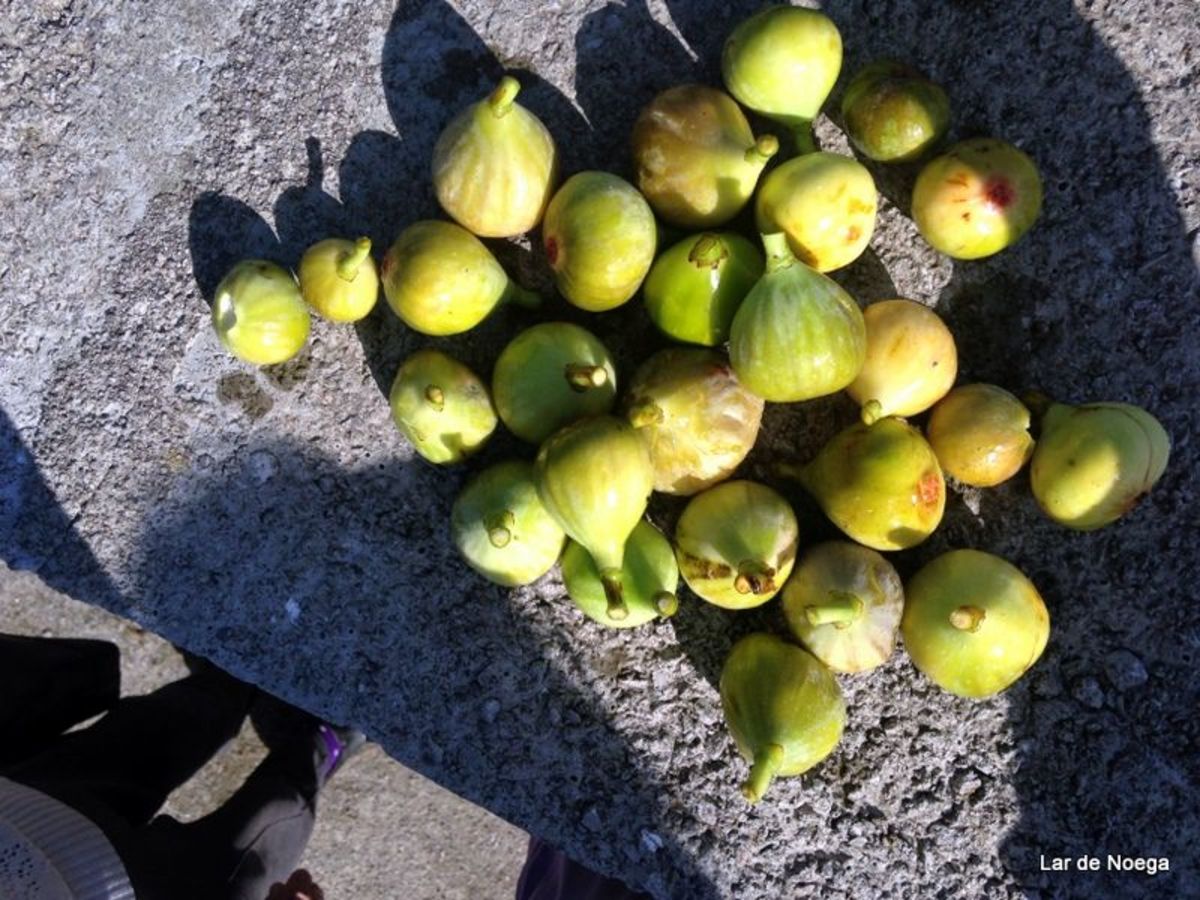 pañando higos en Lar de Noega