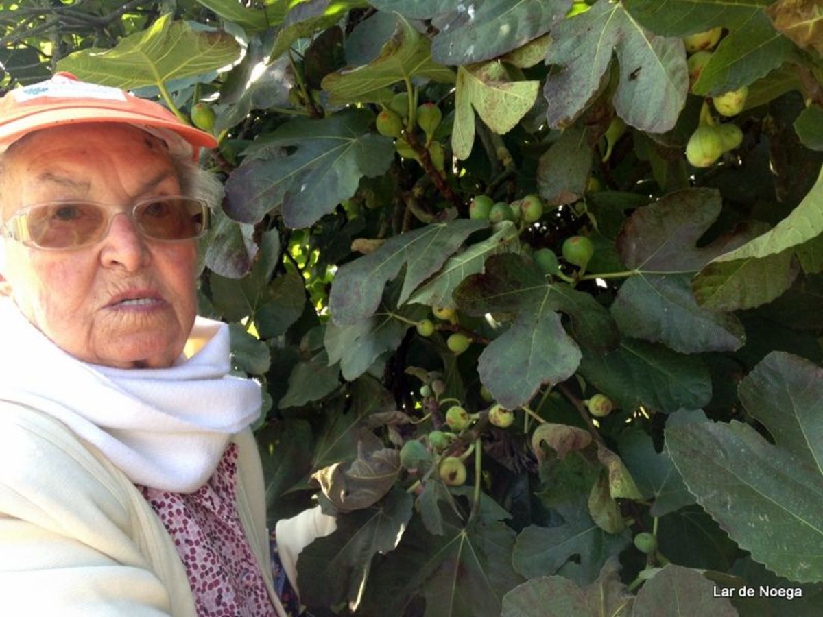 pañando higos en Lar de Noega