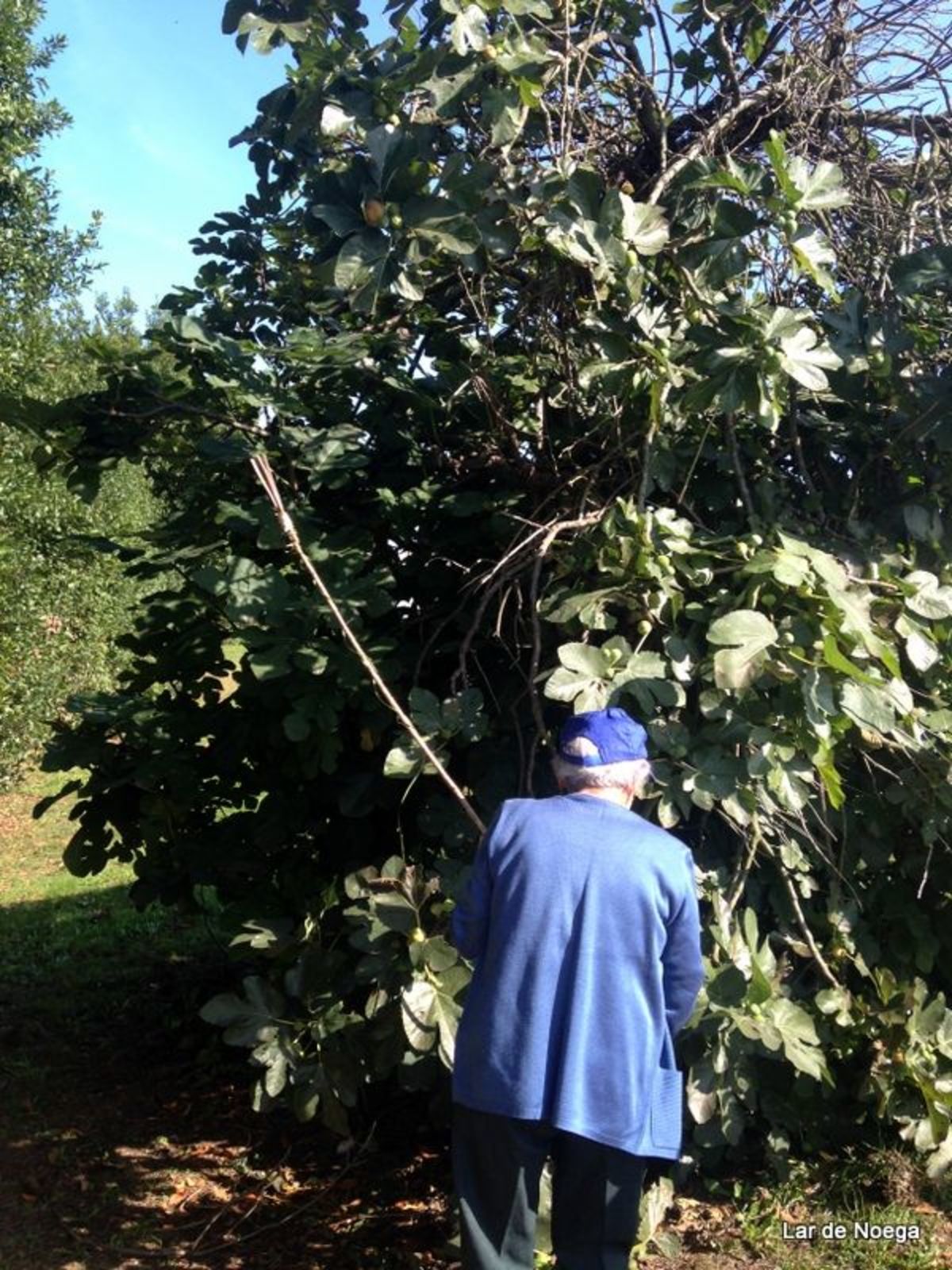 pañando higos en Lar de Noega