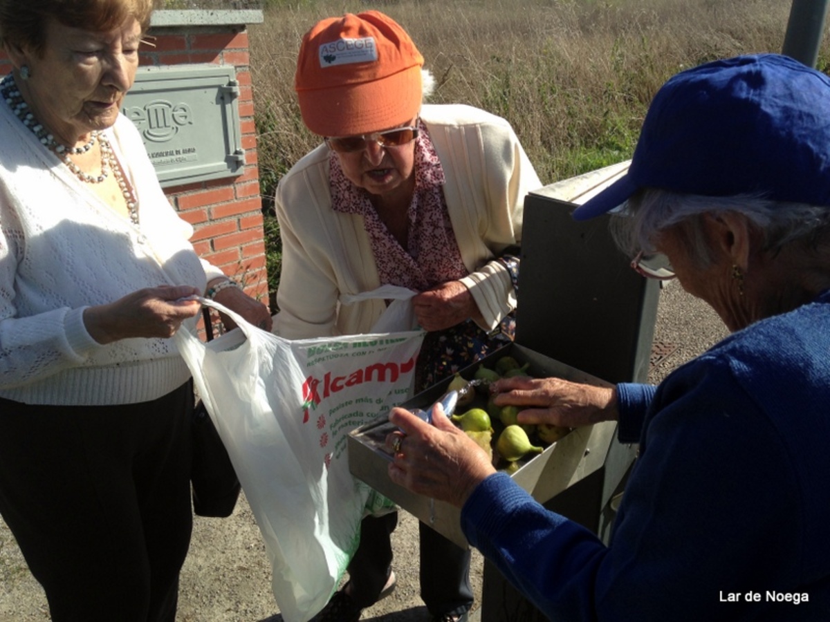pañando higos en Lar de Noega