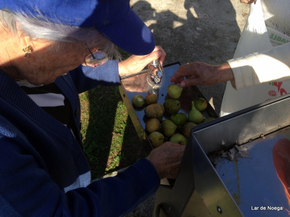 pañando higos en Lar de Noega