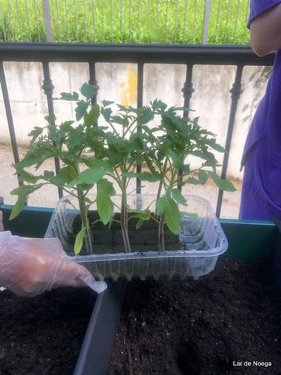 Retomando nuestro huerto