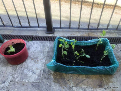 Retomando nuestro huerto