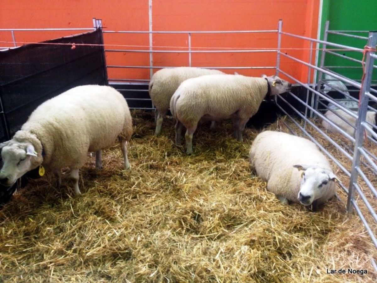 Visita a Agropec 2015