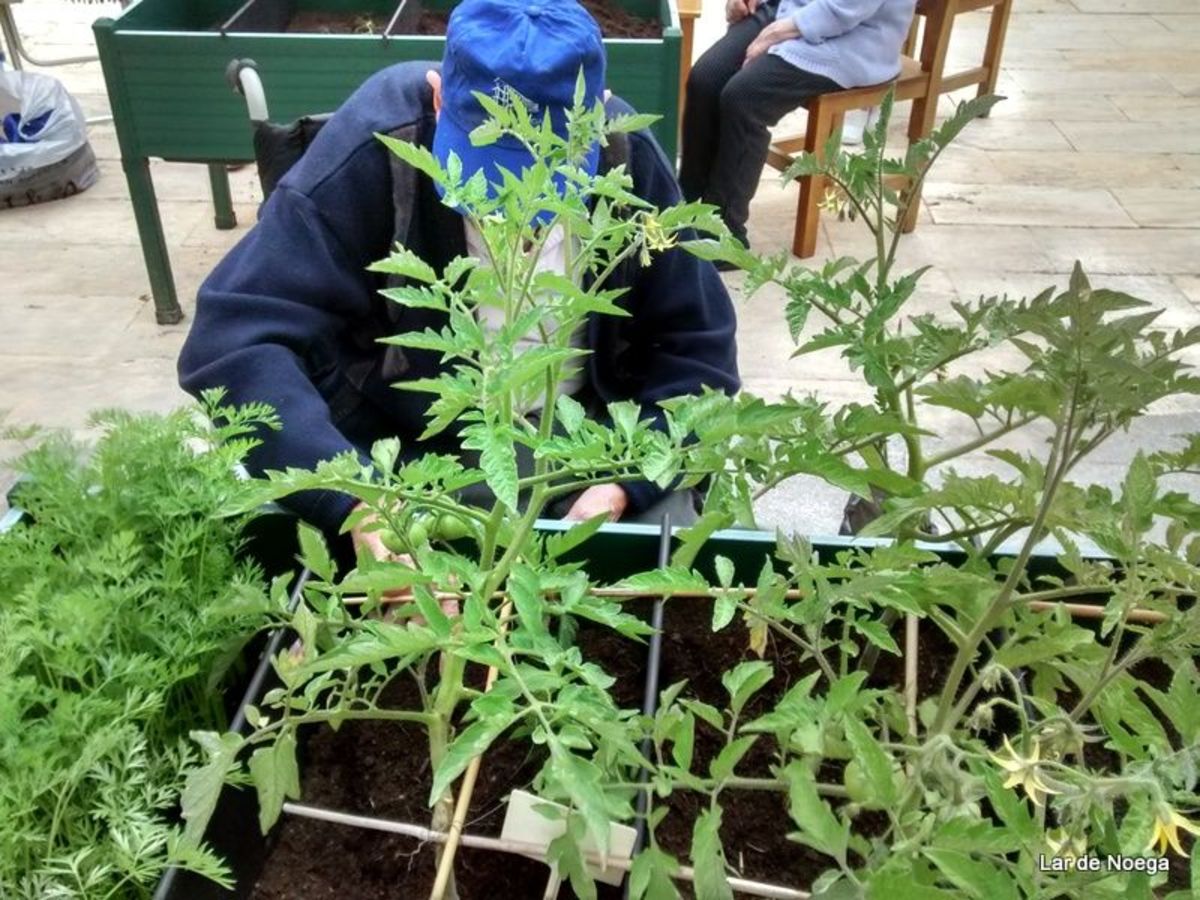 Recogiendo frutos de nuestro huerto ecológico