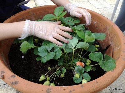 Preparamos el huerto de Lar de Noega